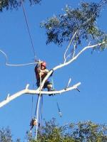 Complete Tree Experts Sydney image 2